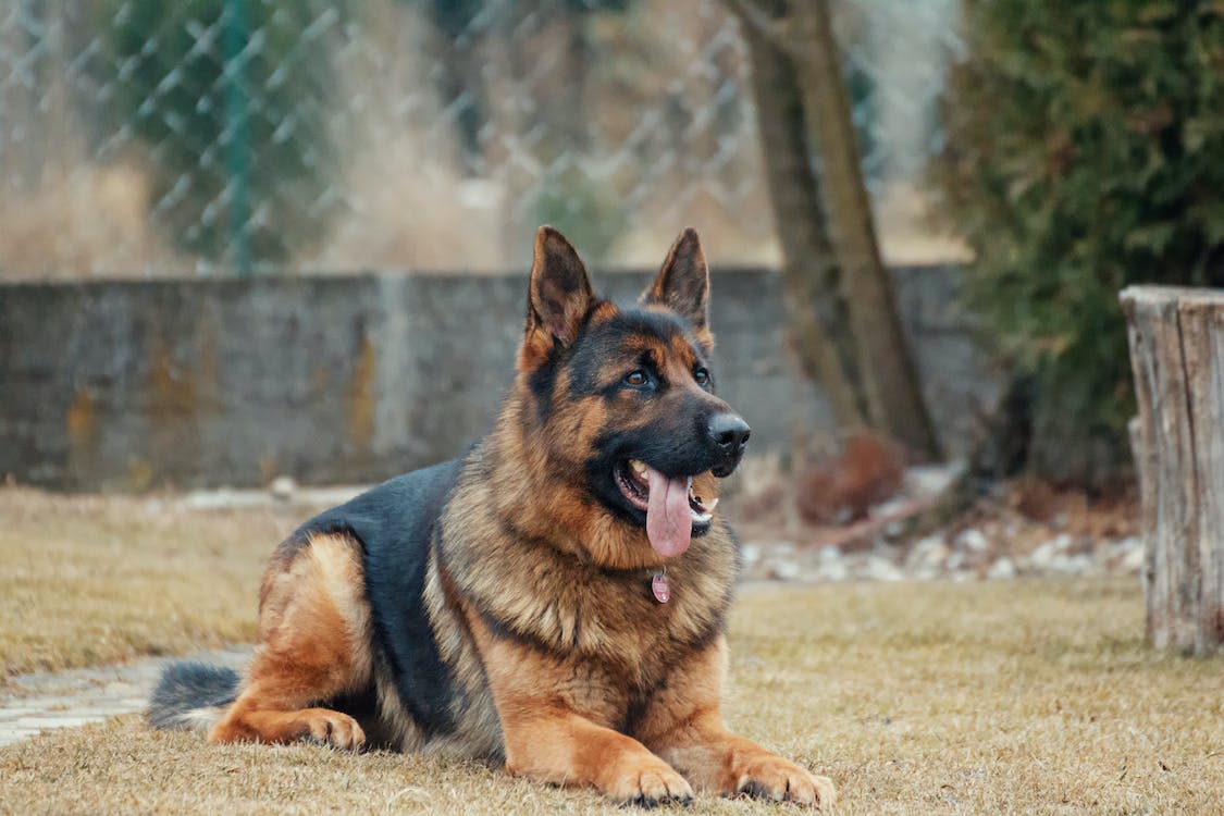 dog